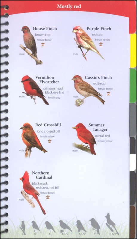 Birds of the Southwest