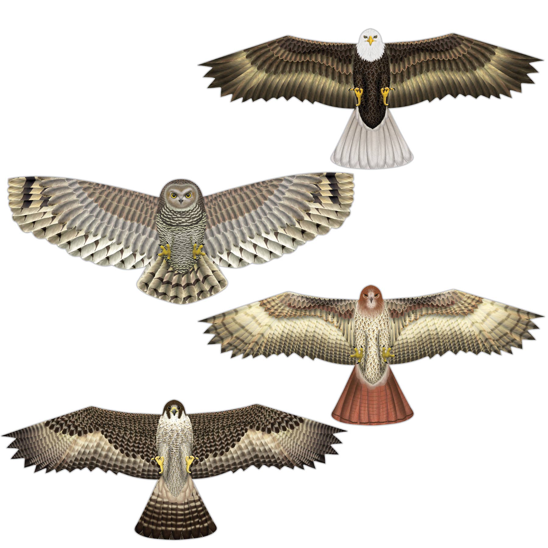 Birds of Prey Kites