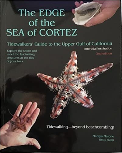 The Edge of the Sea of Cortez