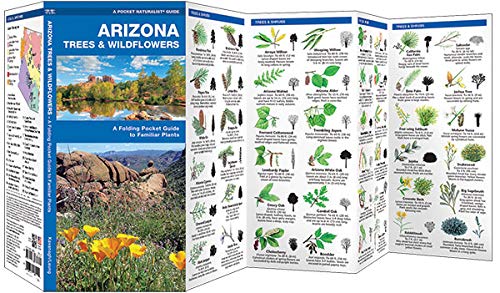 Pocket Naturalist Guide: Arizona Trees and Wildflowers
