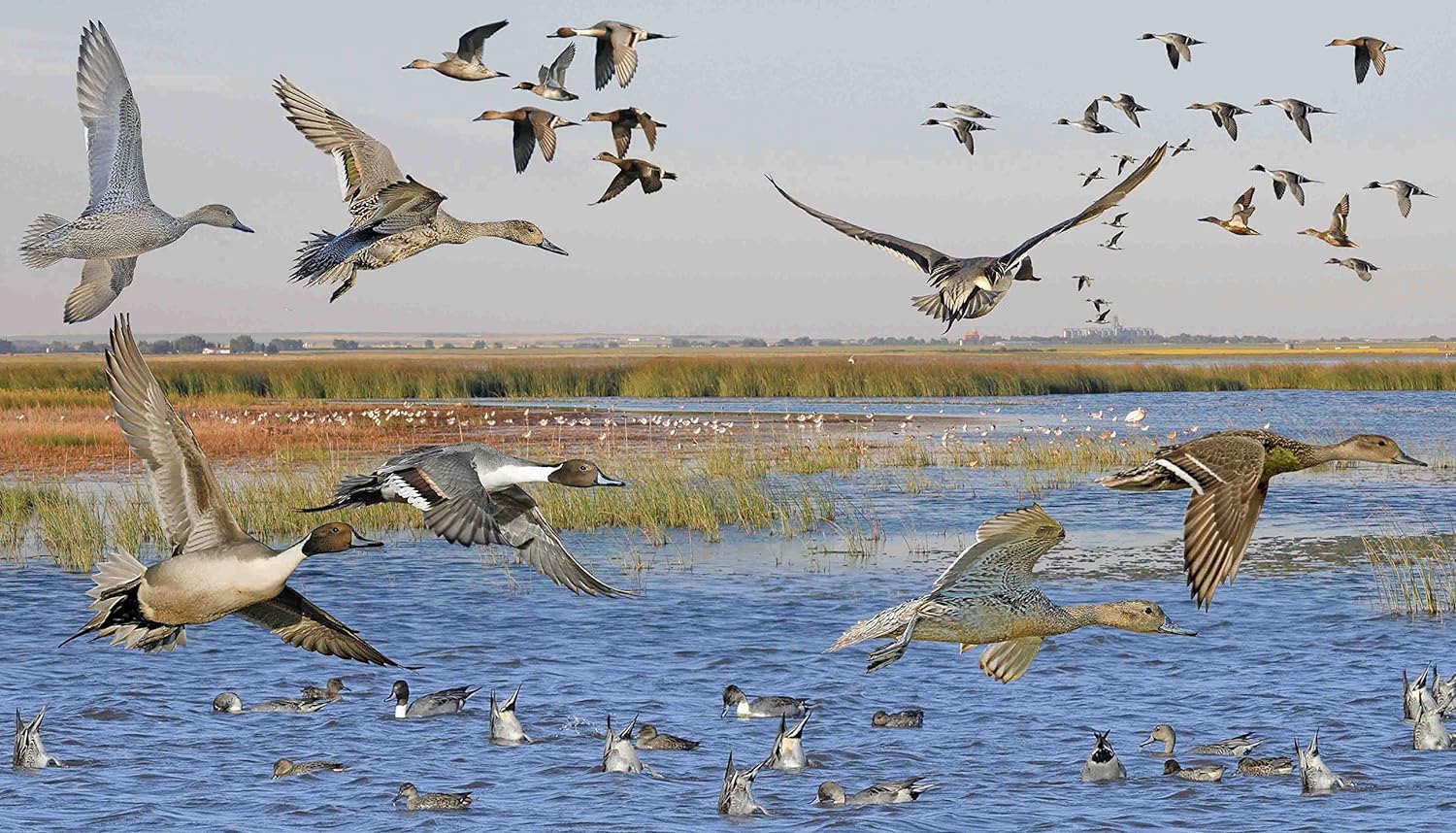 Crossley ID Waterfowl