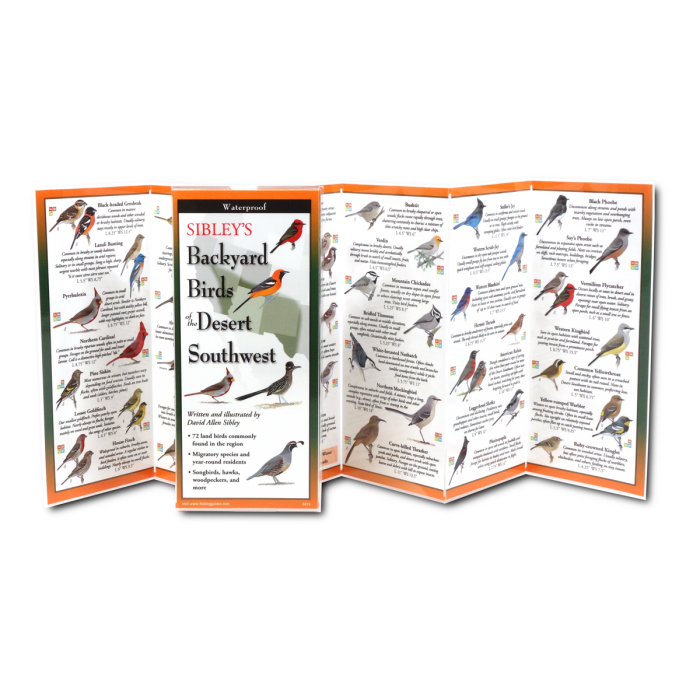Sibley's Backyard Birds of the Desert Southwest