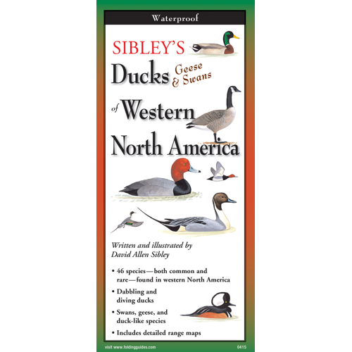Sibley's Ducks of Western North America
