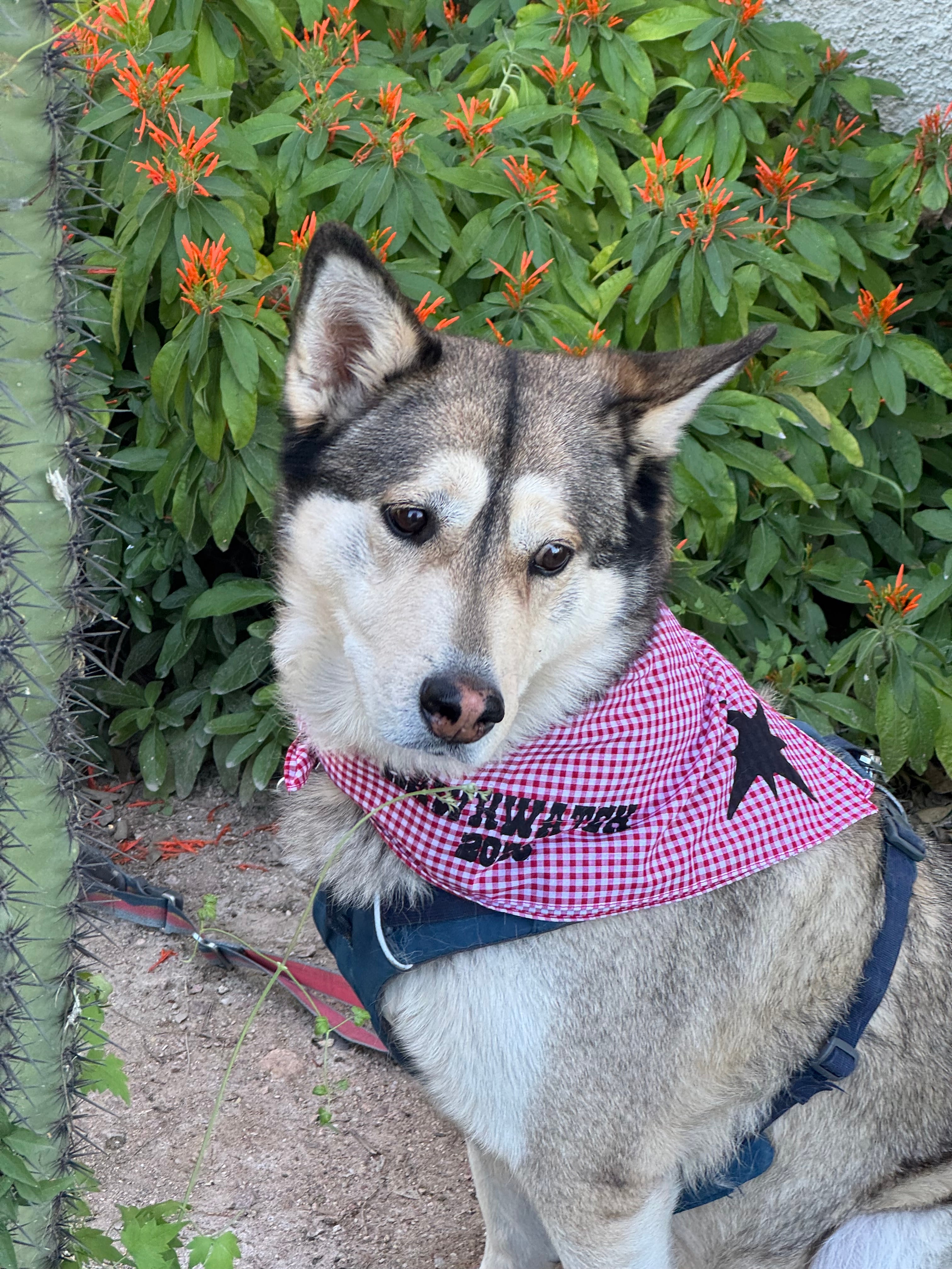 Mia is wearing gingham. 
