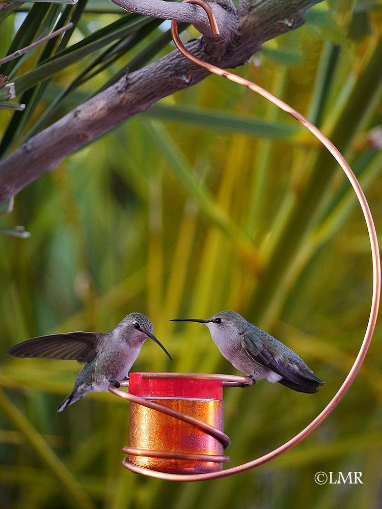 Copper Hummingbird Feeder