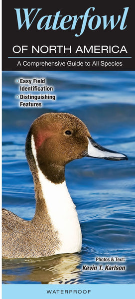 Quick Reference Publishing: Waterfowl of North America