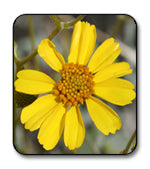 The Native Seed Company - 500 mg. packet
