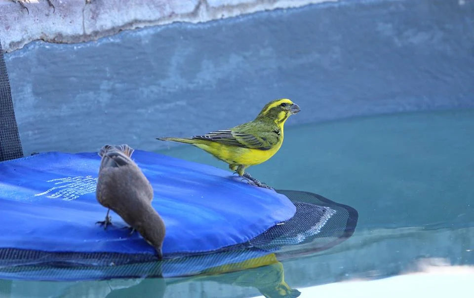 Frog Log Critter Saving Rescue Ramp