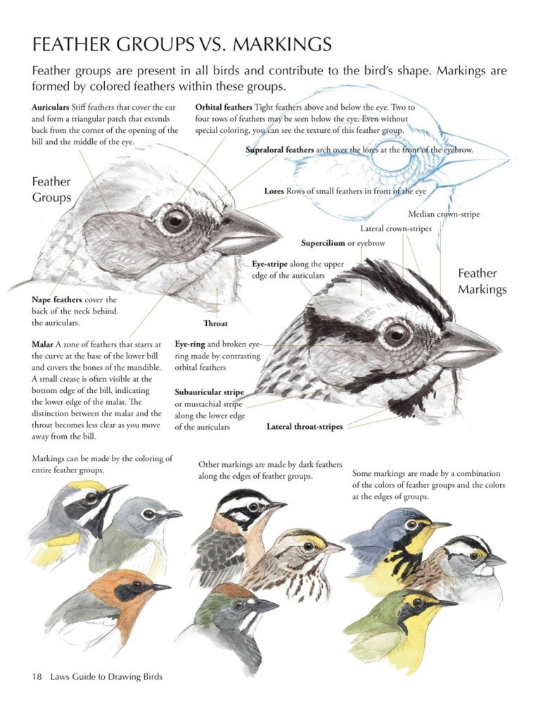 The Laws Guide to Drawing Birds