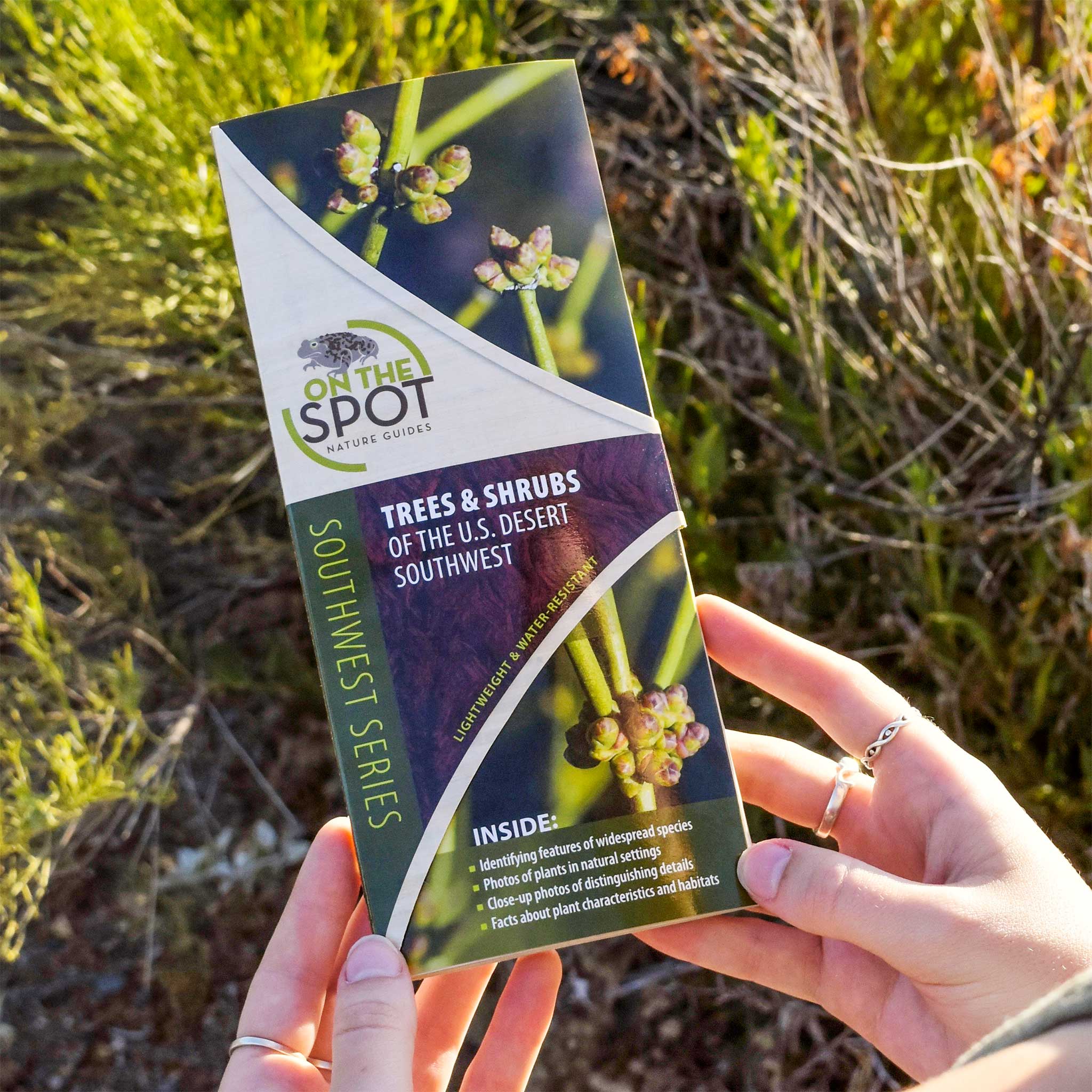 On the Spot Guide: Trees and Shrubs of the Desert Southwest
