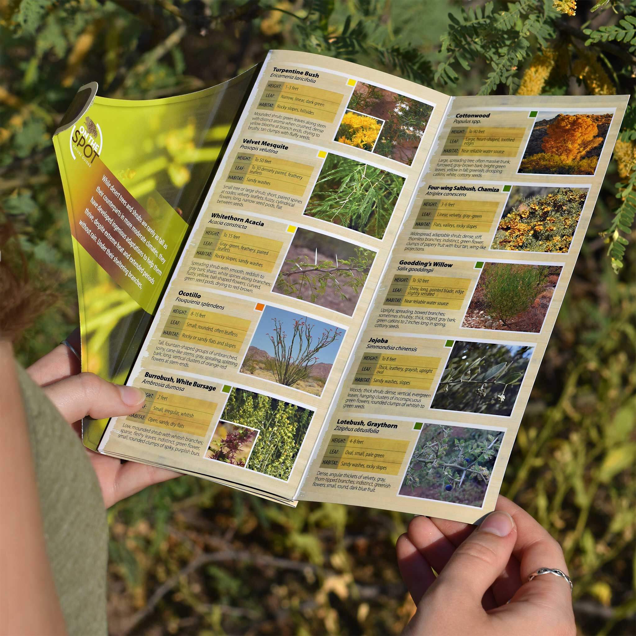 On the Spot Guide: Trees and Shrubs of the Desert Southwest