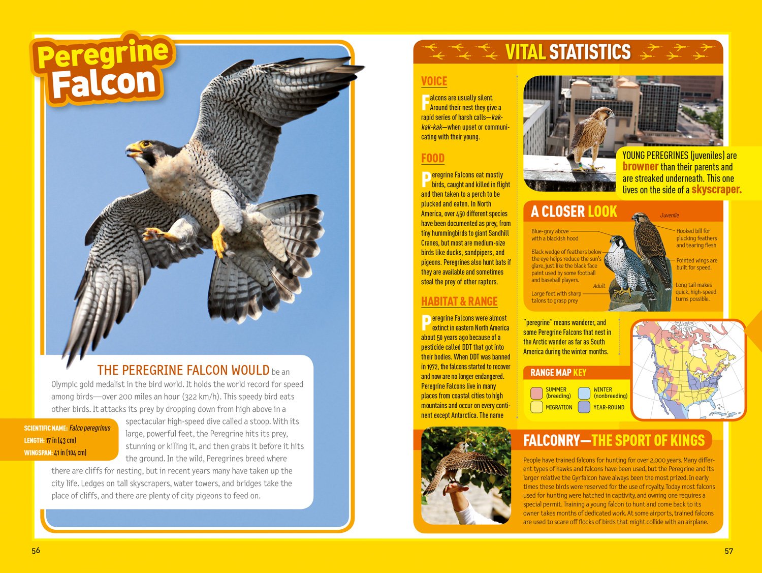 National Geographic Kids Bird Guide of North America