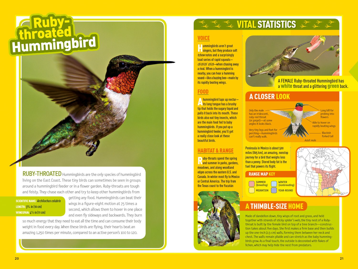 National Geographic Kids Bird Guide of North America