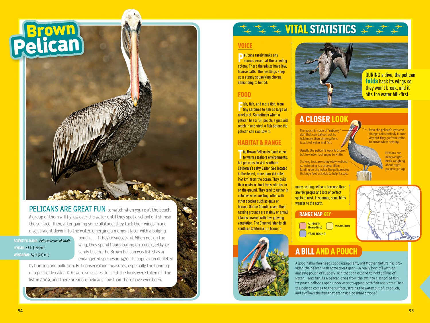 National Geographic Kids Bird Guide of North America