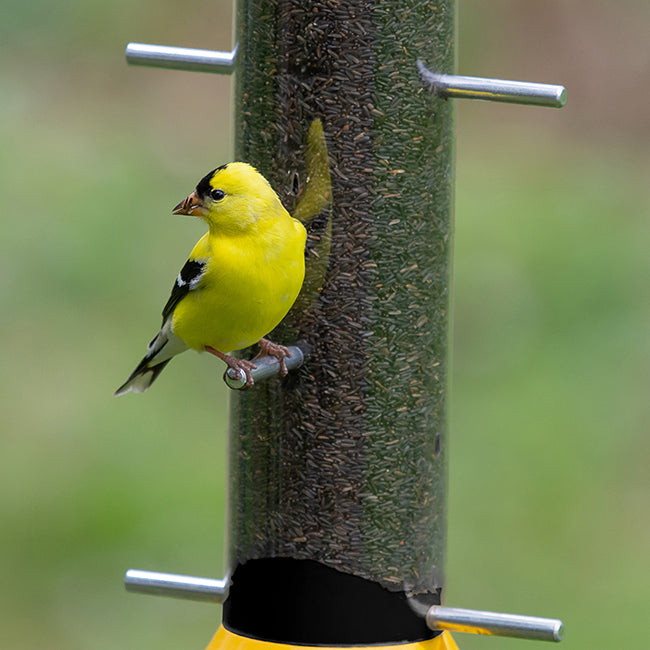 Droll Yankees Tube Finch Feeder
