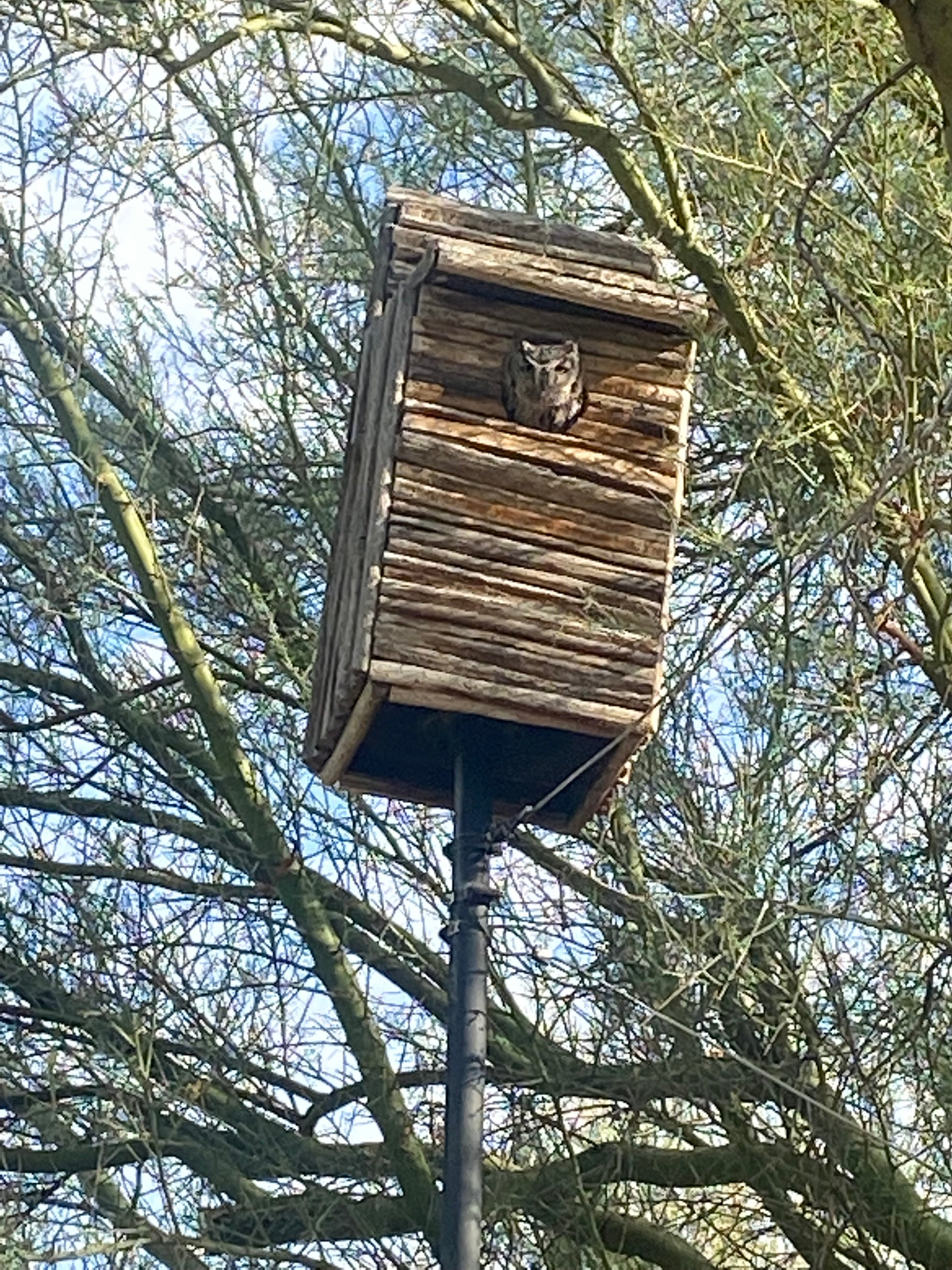 Screech-owl/ Kestrel  Nestbox (Created by Fred Dardis) - Fundraiser