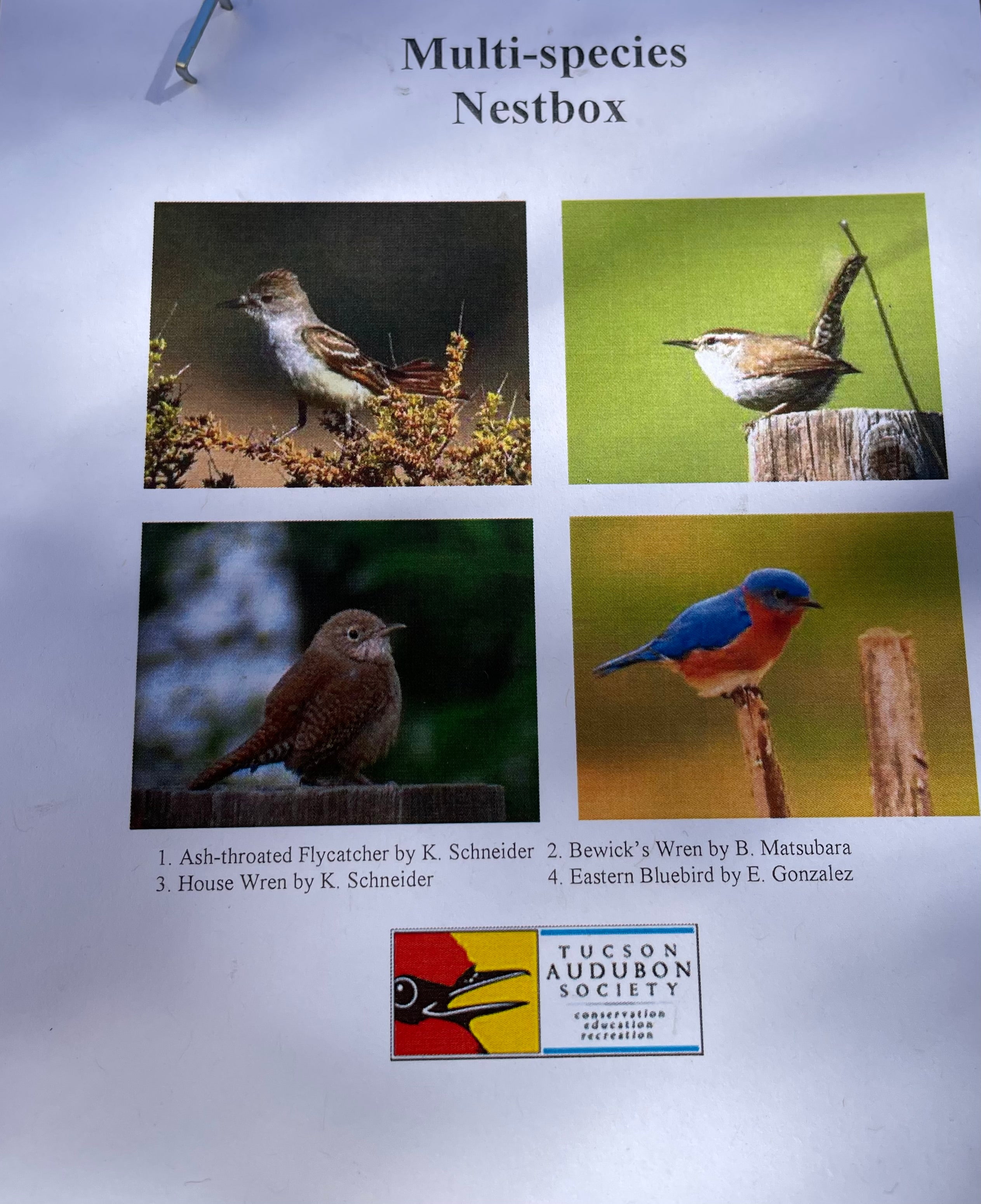 Multi Species Nestbox (Flycatchers, Bluebirds, and more!)