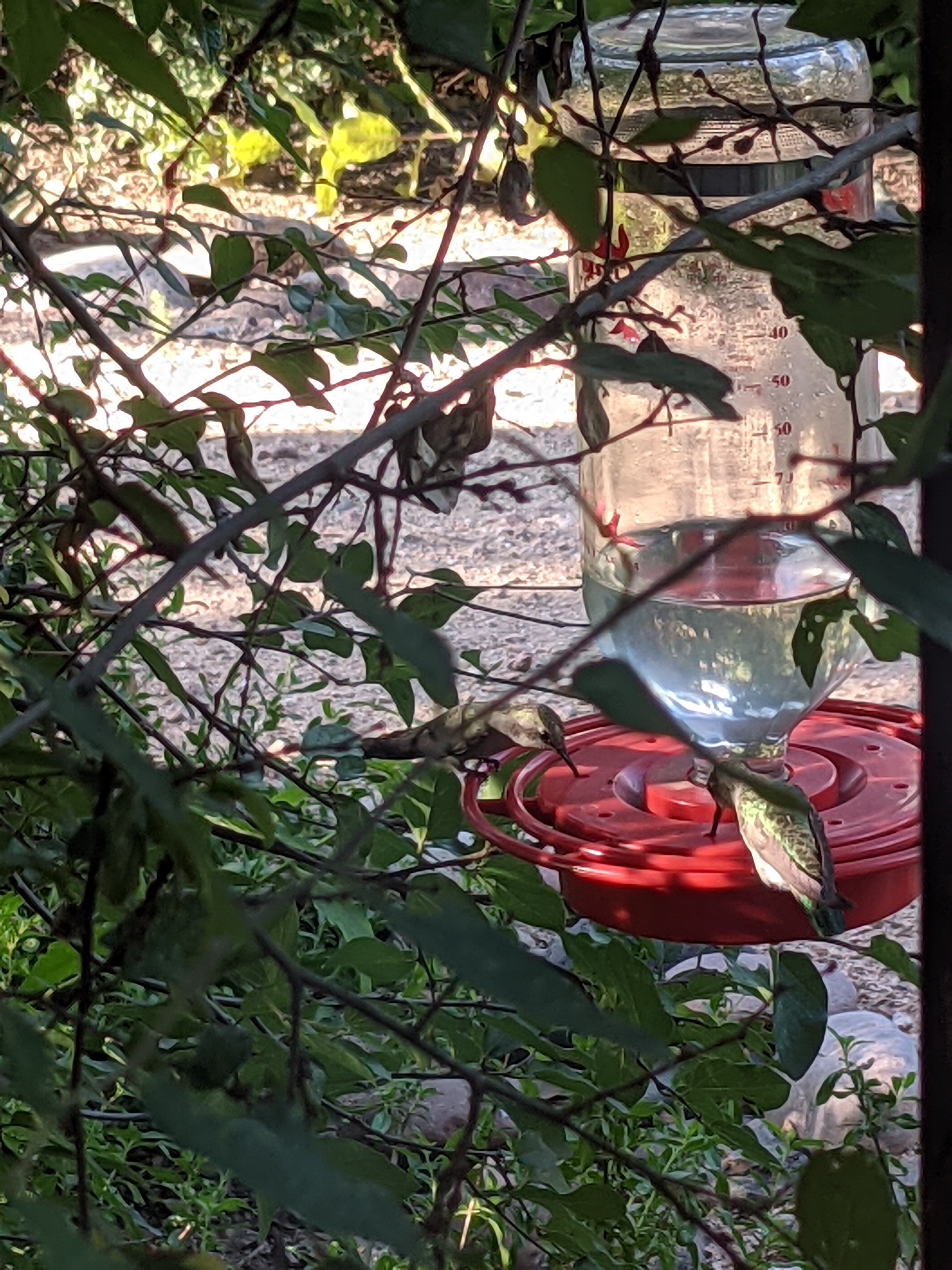 Best-1 32oz Boxed Hummingbird Feeder