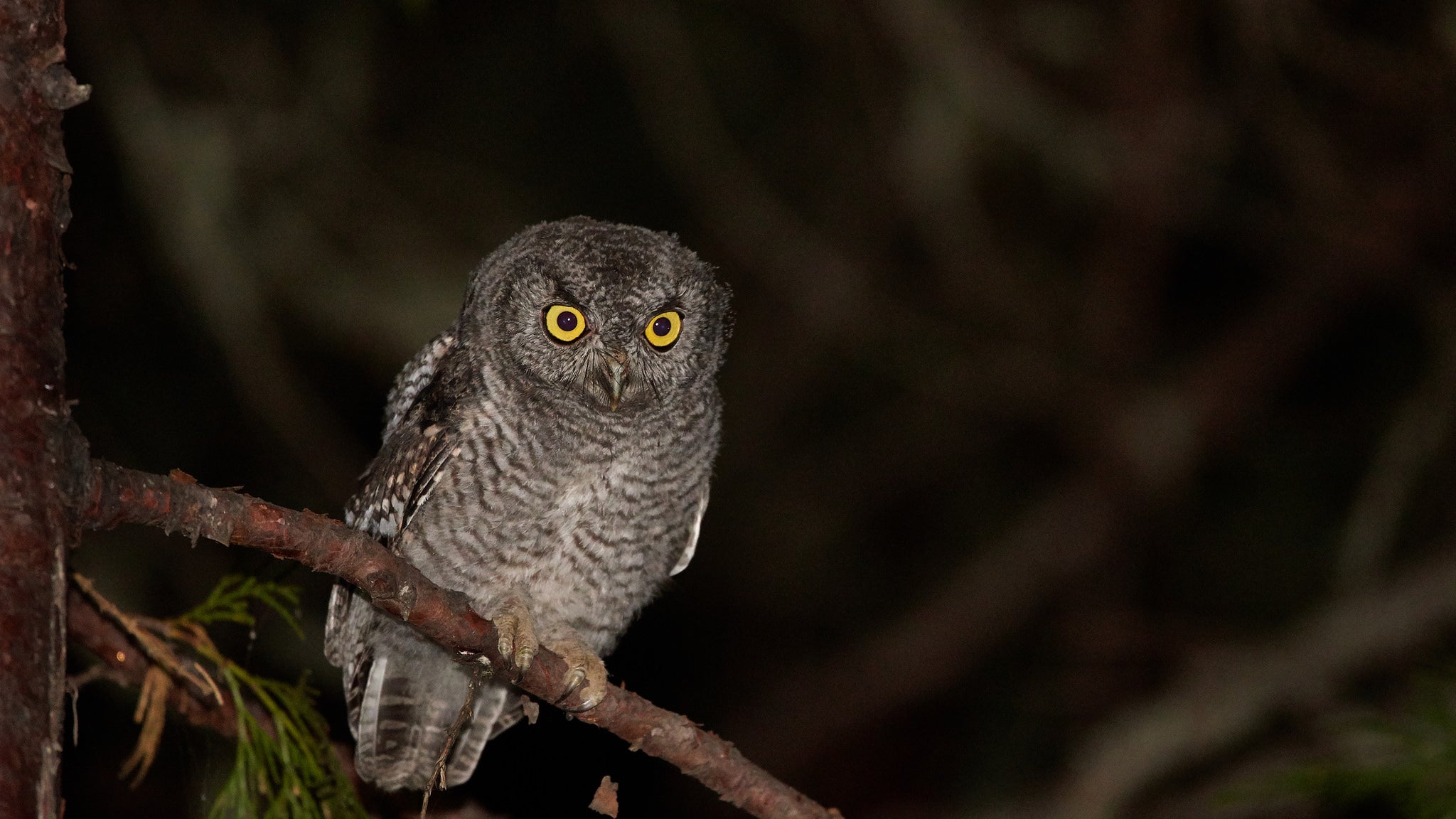 Screech-owl/ Kestrel  Nestbox (Created by Fred Dardis) - Fundraiser