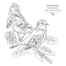 The Sibley Birds Coloring Field Journal
