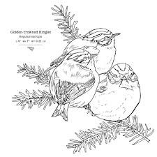 The Sibley Birds Coloring Field Journal