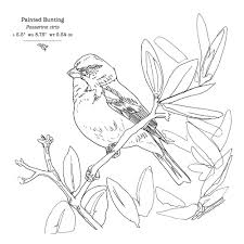 The Sibley Birds Coloring Field Journal